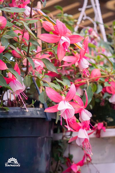 Nos pelargonium en jardinerie